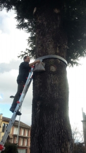 trampa processionària
