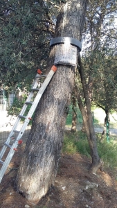 trampa per capturar la processionària - Senplag.cat