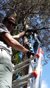 Instal·lació de trampes per a processionària del pi