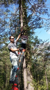 Instal·lació de trampes per a processionària del pi