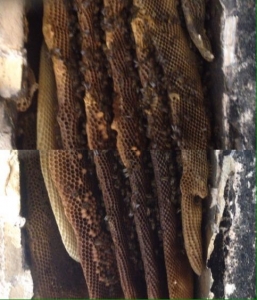Actuació de Senplag per despenjar un rusc d'abelles